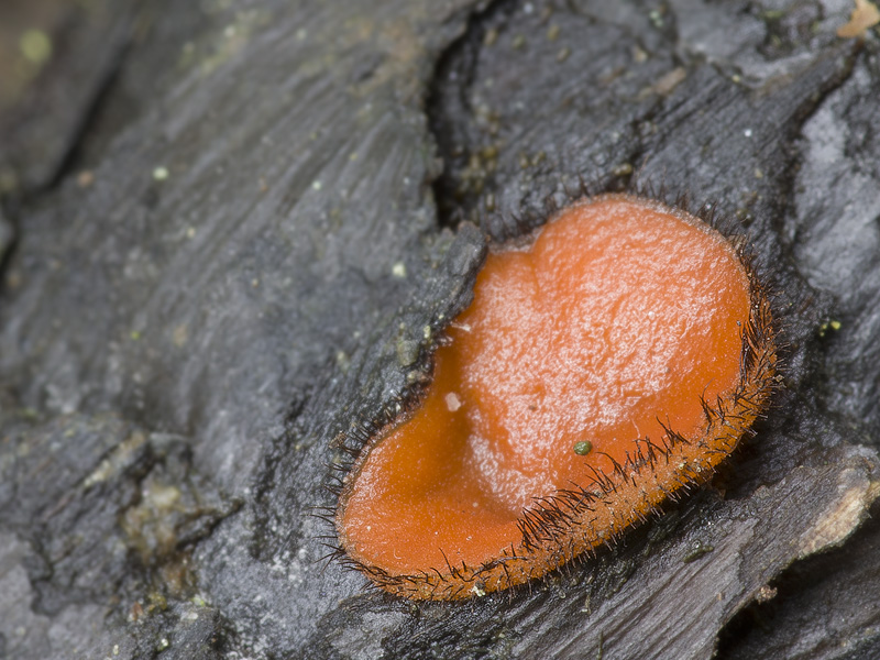 Scutellinia olivascens